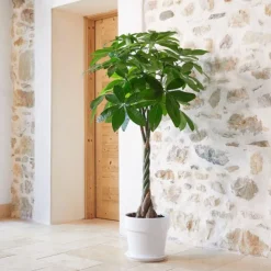 Clearance BOTANIC® Pachira aquatica vert en pot blanc émaillé . Le pot Ø 30 cm