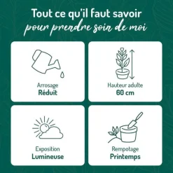 Clearance BOTANIC® Pachira aquatica vert en pot blanc émaillé . Le pot Ø 30 cm