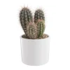 Hot BOTANIC® Pachycereus pringlei en pot blanc émaillé H 20 x Ø 20 cm