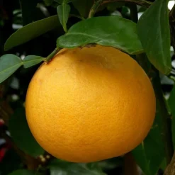 Hot Pamplemoussier. Le pot de 30 litres