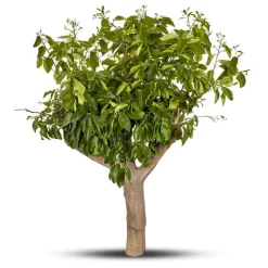 Discount Pamplemoussier. Le pot de 80 litres