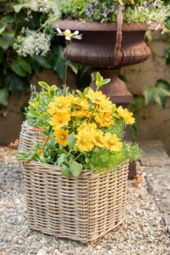 Clearance EDELMAN Panier carré en osier gris Marcia - 18 x 18 x 14 cm