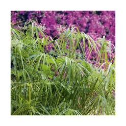 Best BOTANIC® Papyrus en pot de 5 litres