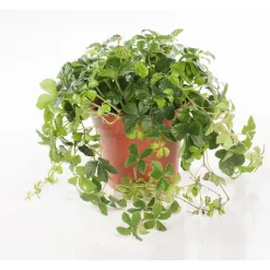 Discount Parthenocissus striata en pot Ø 12 cm