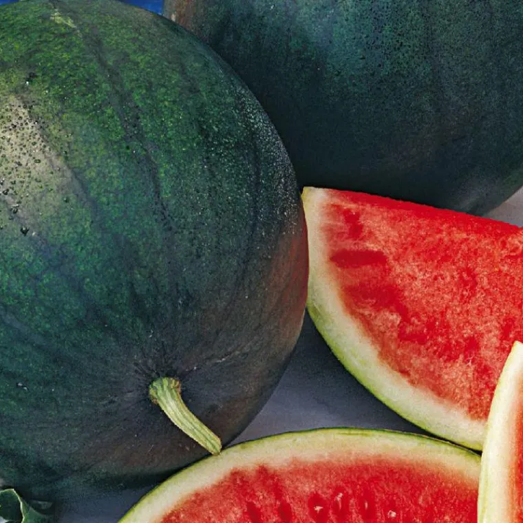 New BOTANIC® Pastèque Sugar Baby Bio. La barquette de 3 plants