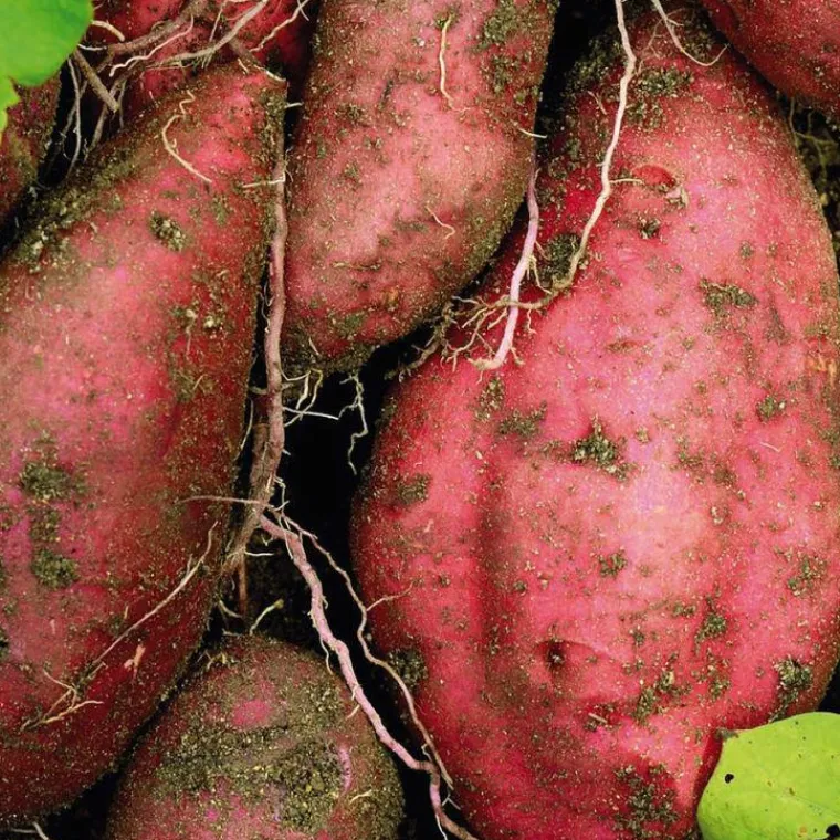 New BOTANIC® Patate Douce Beauregard Bio. Le pot de 1 litre