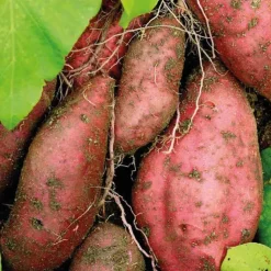 New BOTANIC® Patate Douce Beauregard Bio. Le pot de 1 litre