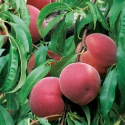 Discount BOTANIC® Pêcher Reine Des Vergers Bio. Le pot de 12 litres