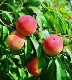 Hot BOTANIC® Pecher Grosse Mignonne. Le pot de 12 litres, forme gobelet