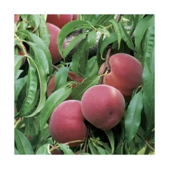 New BOTANIC® Pecher Reine Des Vergers. Le pot de 12 litres, forme gobelet