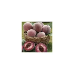 Discount BOTANIC® Pecher Sanguine De Savoie. En racine nue, forme 1/2 tige calibre 8/10
