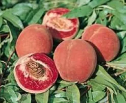 New BOTANIC® Pecher Sanguine. Le pot de 15 litres