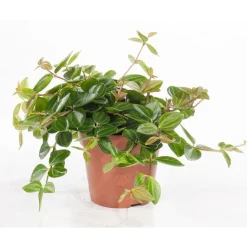 Outlet Peperomia angulata
