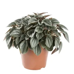 New PEPEROMIA NAPOLI NIGHTS