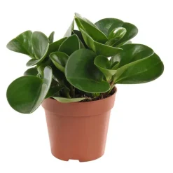 Outlet Peperomia obtusifolia