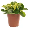 Discount Peperomia obtusifolia panaché 25 cm. Le pot de 15 cm