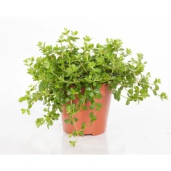 Discount Peperomia rotundifolia 25 cm. Le pot de 15 cm