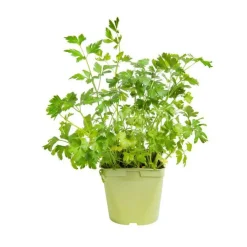 Best BOTANIC® Persil Commun Dit Plat Bio. Le pot de 2,5 litres