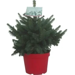 Best Petit sapin naturel épicéa Picea Pungens Super Blue. Le pot de 3 litres