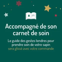 Best Petit sapin naturel épicéa Picea Pungens Super Blue. Le pot de 3 litres