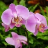 Online BOTANIC® Phalaenopsis bijoux diamond 2 branches - Pot de 15 cm