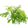 New BOTANIC® Philodendron minima vert en pot blanc émaillé . Le pot Ø 15 cm