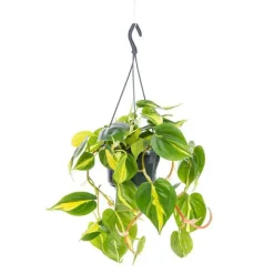 Clearance Philodendron Scandens Brasil suspension Ø18xH40 cm