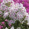 Outlet BOTANIC® Phlox Paniculata Rose Vif - Le pot de 9 x 9 cm