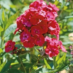 Best BOTANIC® Phlox Paniculata rouge - Le pot de 9 x 9 cm