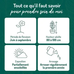 Best BOTANIC® Phlox Paniculata rouge - Le pot de 9 x 9 cm