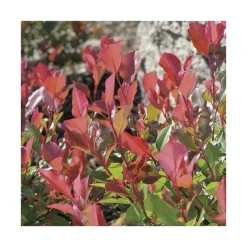 Sale BOTANIC® Photinia Red Robin - pot 7 L