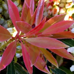Online Pieris Japonica Forest Flame rouge en pot