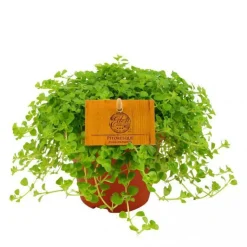 Clearance Pilea depressa – Pot de Ø12 cm