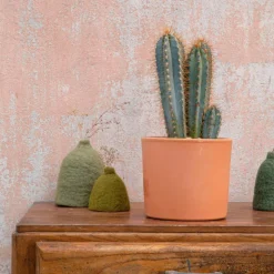 Clearance BOTANIC® Pilosocereus azureus en pot terre cuite H 10 x Ø 20 cm