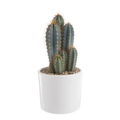 New BOTANIC® Pilosocereus azureus en pot blanc émaillé H 20 x Ø 20 cm