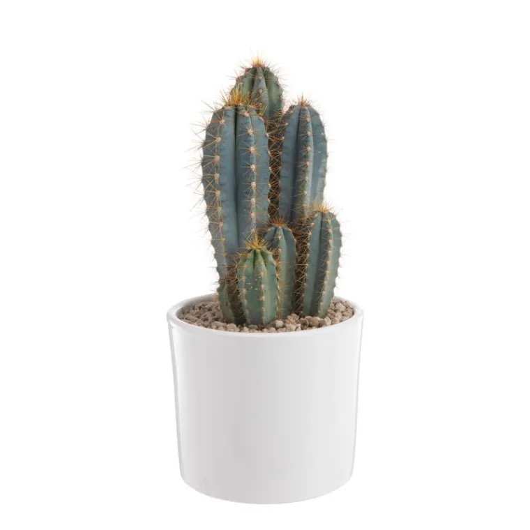 New BOTANIC® Pilosocereus azureus en pot blanc émaillé H 20 x Ø 20 cm