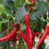 Clearance BOTANIC® Piment De Cayenne Bio. La barquette de 3 plants