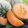 Best BOTANIC® Plant Greffe Melon Brode Bio. Le pot de 1 litre