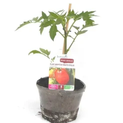Sale BOTANIC® Plant Greffe Tomate Côtelee Corazon Bio. Le pot de 1 litre