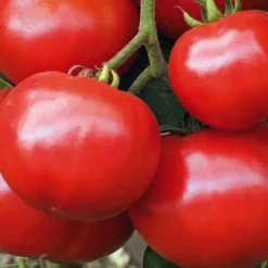 Best BOTANIC® Plant Greffe Tomate Ronde Estiva Bio. Le pot de 1 litre