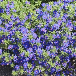 New Plante Amie Des Animaux Mouron Des Oiseaux Bio. Le pot de diamètre 11 cm