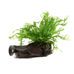 Clearance Plante aquatique Microsorum pteropus Narrow sur racine - Taille S