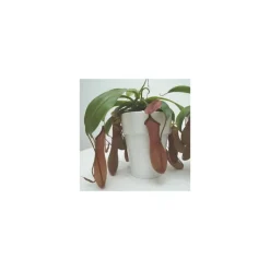 Sale Plante carnivore Sarracenia