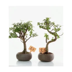 Clearance Plante coloris vert portulacaria kusamono