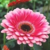 Discount Plante fleurie d'intérieur Gerbera - Ø 9 cm