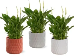 Hot Plante fleurie Spathiphyllum - Ø 10,5 cm