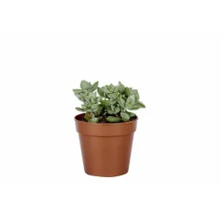 BOTANIC® Plante grasse variée au choix sans cache-pot Ø 12cm