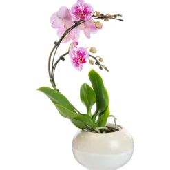 New Plante orchidée Phalaenopsis boomerang - Ø 12 cm