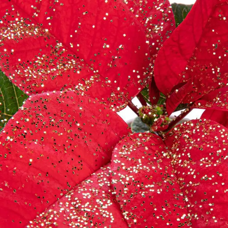 Outlet Poinsettia pailleté rouge en pot Ø 21 cm