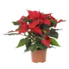 Clearance BOTANIC® Poinsettia rouge en pot Ø 10.5 cm